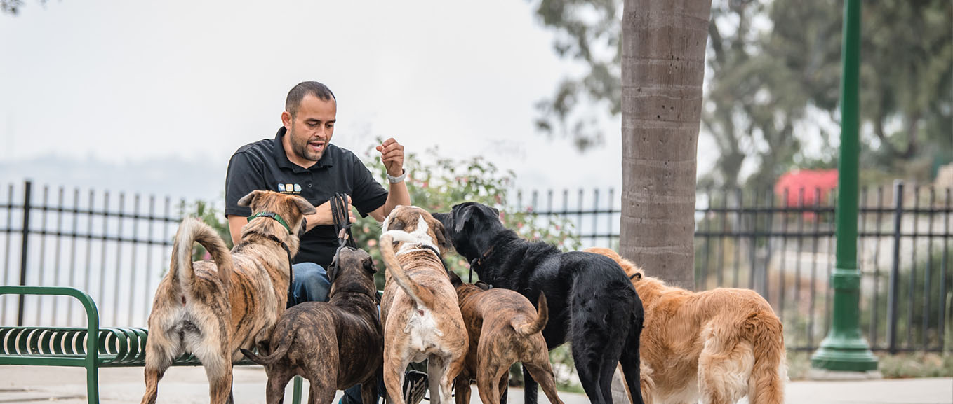 fernando san diego dog trainer, owner of canine education