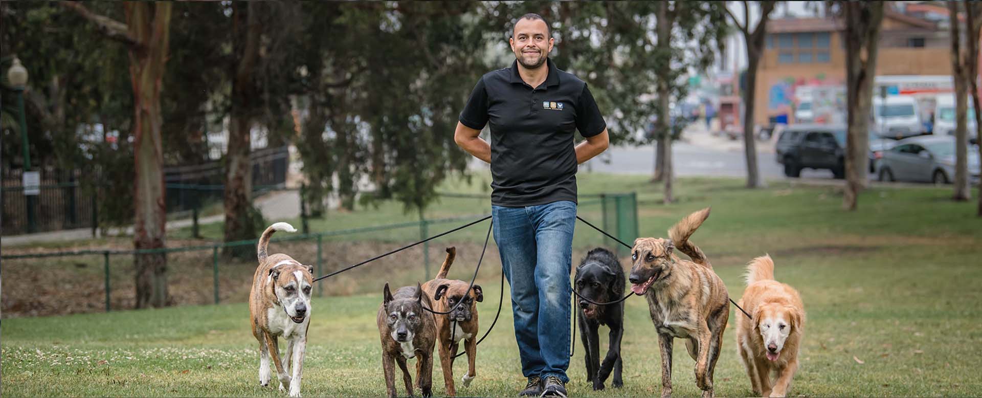 Fernando walking a pack of well behaved dogs