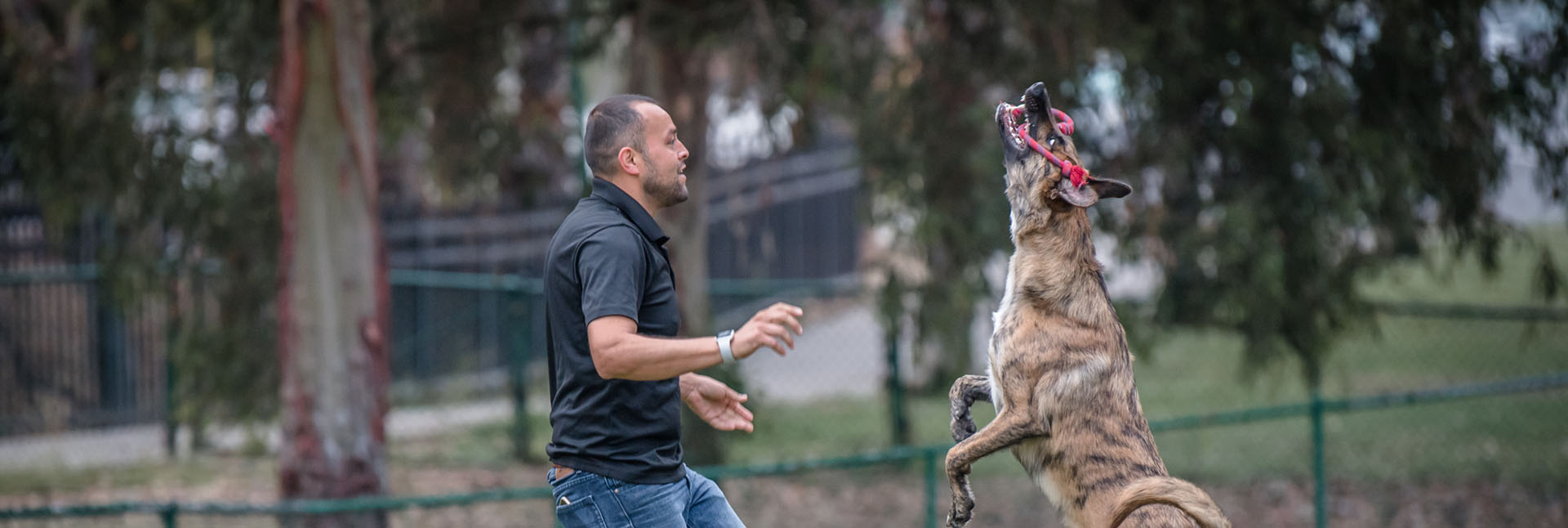 A well trained dog playing catch with Fernando, owner of canine education