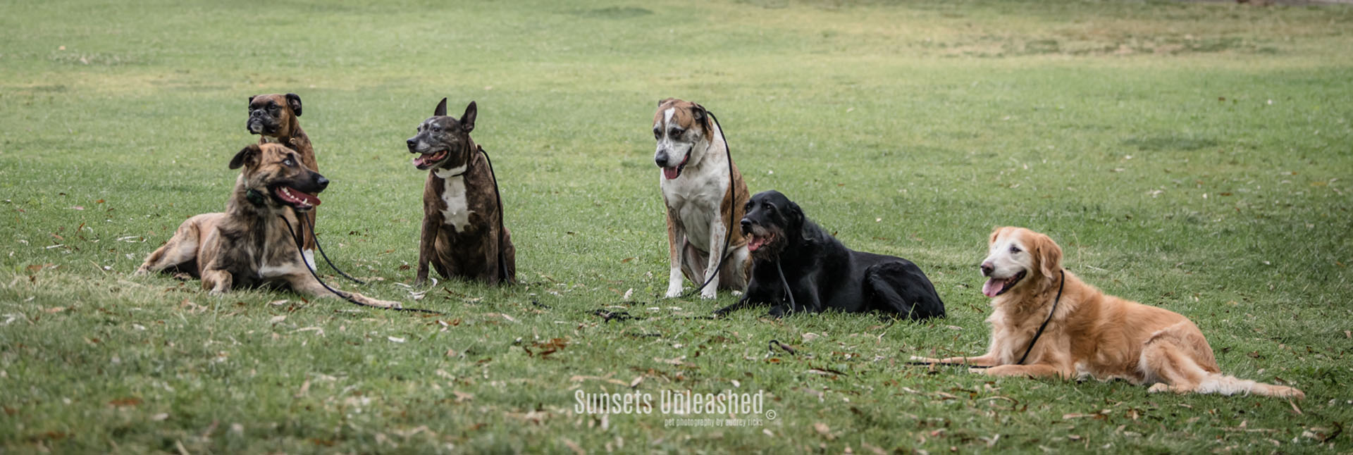 A well trained group of dogs trained by Fernando at Canine Education