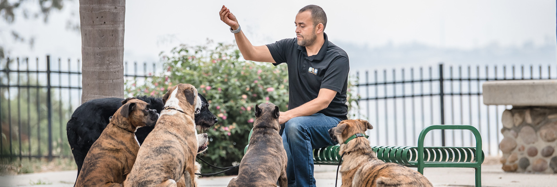 A well trained dog playing catch with Fernando, owner of canine education